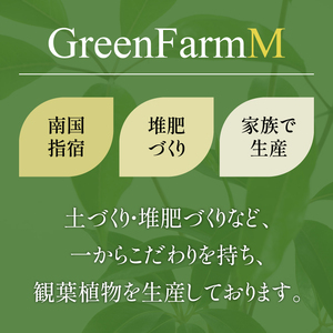 【観葉植物】ブレクナム 60cm～80cm(Green Farm M/016-1952) ※北海道・沖縄・離島配送不可※ 南国鹿児島県で育った 観葉植物！植物 鉢付 インテリア 室内 オフィス おしゃ