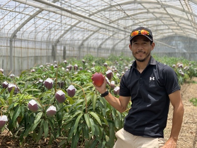 マンゴー 先行予約 沖縄 アップルマンゴー 約4kg 8玉～12玉 西表島 ひらい農園 2025年 発送 果物 フルーツ デザート 完熟 濃厚