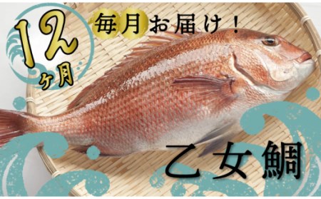 定期便12ヶ月 鯛刺身 乙女鯛 鯛刺身鯛刺身鯛刺身