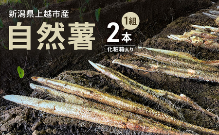 自然薯　2本1組　化粧箱入り　新潟　にいがた　上越