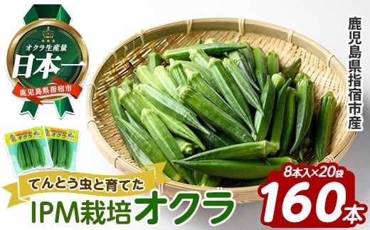 栽培期間中、農薬の使用を抑えた指宿産オクラ160本(8本入×20袋)(エコオクラグループ/010-2006) オクラ おくら 野菜 夏野菜 旬 特産 夏 新鮮 鹿児島県