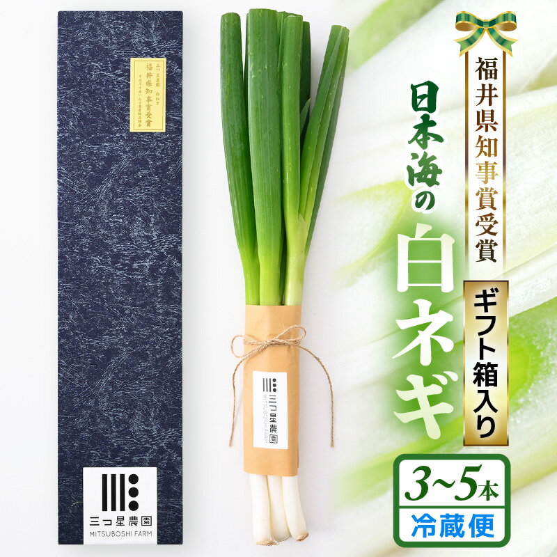 【ふるさと納税】 【先行予約】 福井県知事賞受賞！日本海の白ネギ（ギフト箱） 3本～5本 【2026年9月下旬以降順次発送予定】 【長ネギ 長ねぎ 葱 長葱 白葱 野菜 鍋 贈答 ギフト】