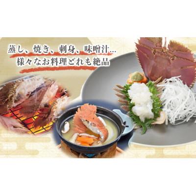 ふるさと納税 東洋町 活き〆ウチワエビ　小500gセット(6〜7尾)天然高知県産!刺身OK!　誰でも簡単調理説明書付き! |  | 01