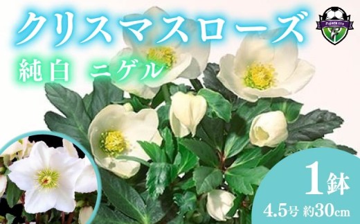 【 先行予約 ：2026年12月発送開始 】 花 クリスマス ローズ バラ 薔薇 開花 株 4.5号 鉢植え 純白 ニゲル 季節 冬 ガーデニング ガーデン 庭 贈答 プレゼント ギフト オンライン決済限定