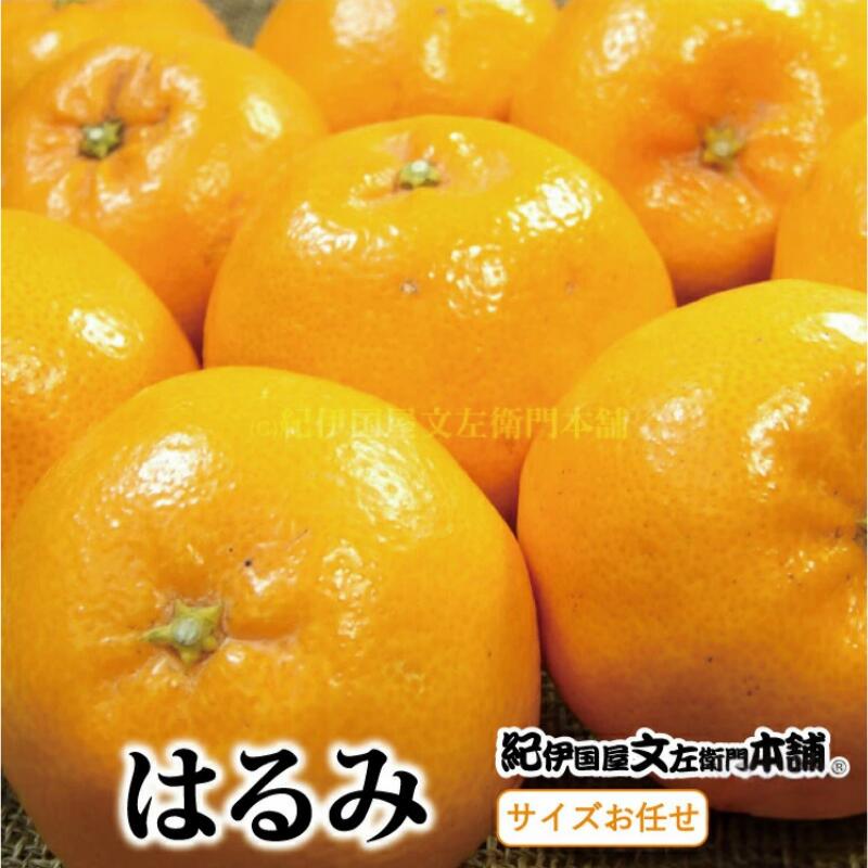【ふるさと納税】はるみ 【選べる容量】約3kg 約4kg /サイズおまかせ　※2026年1月下旬～2026年3月中旬頃に順次発送予定(お届け日指定不可)　紀伊国屋文左衛門本舗 / みかん 蜜柑 くだもの フルーツ 果物 柑橘 先行予約