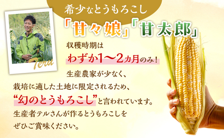 とうもろこし 先行予約 甘々娘 甘太郎 約4〜6本 レンチン とうもろこし