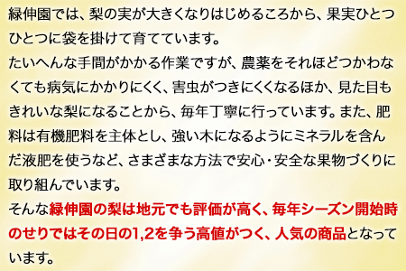 『緑伸園』旬の梨(旬の品種をお届けします！) 期間限定 予約受付中 たっぷり約5kg 6-13玉前後入り《8月中旬-9月下旬頃出荷》 熊本県玉名郡玉東町産　｜ブランド梨 人気梨 特産品梨 熊本県梨 玉