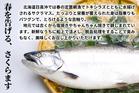 漁吉丸の船上活〆チェリーサーモン姿切身 甘塩仕立て(2.0kg以上)[15-1404]