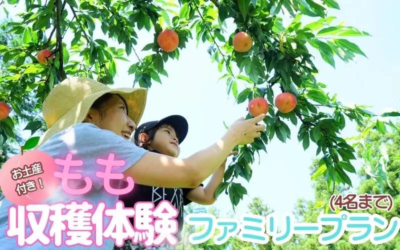 お土産付き 収穫体験ファミリープラン 4名まで 桃【aozf011】
