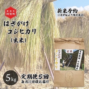 ＜定期便5回＞ 玄米 5kg 新潟県産 コシヒカリ はざ掛け 天日干し 令和6年産 越後奥阿賀産 | 小会瀬 はざがけ こしひかり 一等米 送料無料 お取り寄せ お米