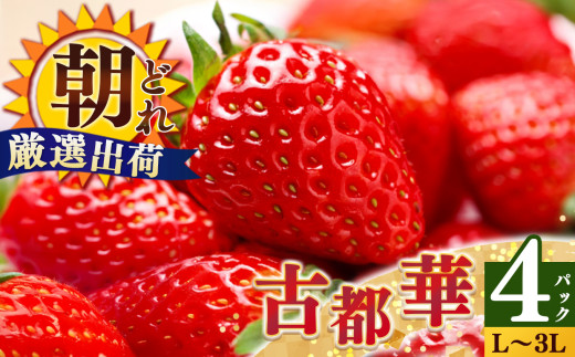 ジューシー 平群 の 古都華 いちご L ~ 3L サイズ から 2種 （2パック2ケース）計4パック 苺屋小東 | 先行予約 フルーツ 果物 くだもの ブランド いちご 苺 古都華 ことか 大粒 甘い 大人気 満足 希少 希少品種 ストロベリー 美味しい 品種 特徴 糖度 1月 2月 発送 旬 送料無料 濃厚 香り 果汁 味わい深い お取り寄せ 産地直送 名産地 奈良県 平群 町