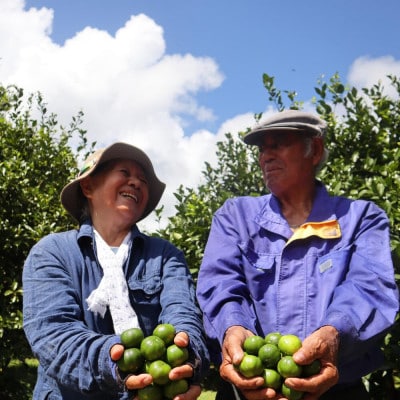 【2025年9月の発送】ゆいゆい国頭が厳選した青切りシークヮーサー5kg