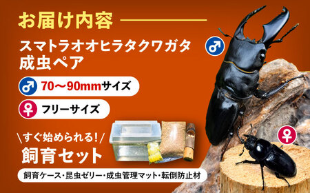 【一部配送不可地域あり】 スマトラオオヒラタクワガタ成虫ペア（オスサイズ70mm〜90mm）飼育セット付き 愛西市 / 艶麗[AEDD003]