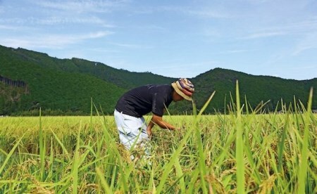 【新米】ウソのような本当の香りに感動！仁井田米5㎏【武吉米穀店人気NO.１】／Btb-02