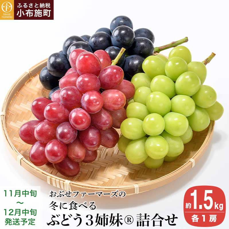 【ふるさと納税】冬に食べるぶどうぶどう3姉妹® シャインマスカット ＆ ナガノパープル ＆ クイーンルージュ® 詰合せ 各1房 約1.5kg [おぶせファーマーズ] 数量限定 果物 フルーツ ぶどう 葡萄 長野県産 信州産 クール便 食べ比べ 【2026年11月中旬〜12月中旬発送】