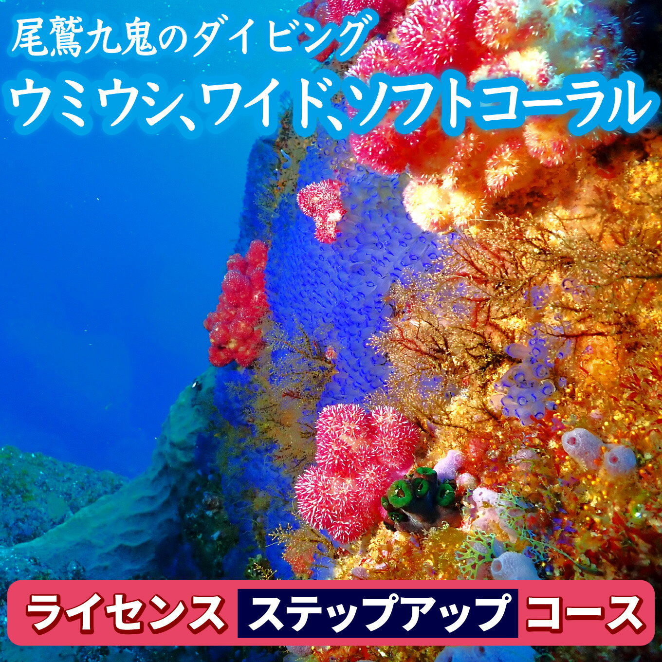 【ふるさと納税】350種の美しい ウミウシ 多様な生態系が魅力 【ライセンス ステップアップコース(2日間)】 ワイド やソフトコーラル も 人気 三重県 尾鷲市 九鬼 の ダイビング 通年 オールシーズン DI-16