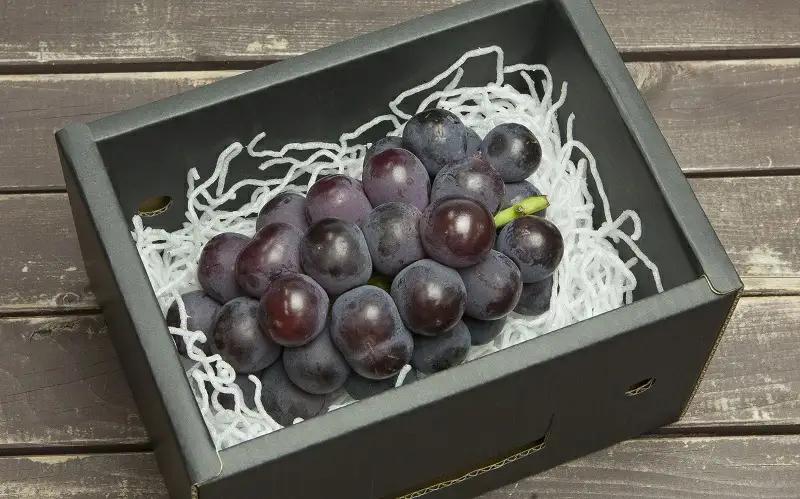 ぶどう 種なし ピオーネ 約 1.2kg 種無しぶどう