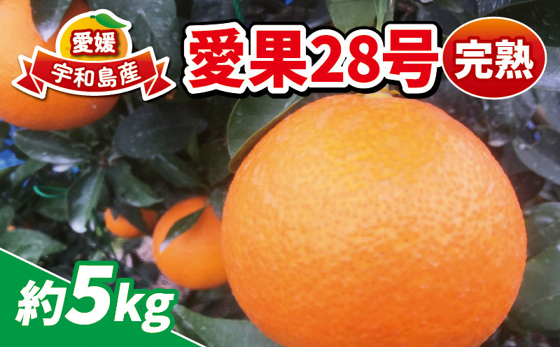 
                  愛果28号 5kg 完熟みかん 家庭用 先行予約 南予ファーム 高級 ブランド 愛媛県産 限定 品種 完熟蜜柑 愛媛みかん 愛媛蜜柑 愛媛ミカン みかん mikan 甘い ゼリー プルプル 果物 くだもの フルーツ 柑橘 農家直送 産地直送 数量限定 国産 愛媛 宇和島 B025-082001
                