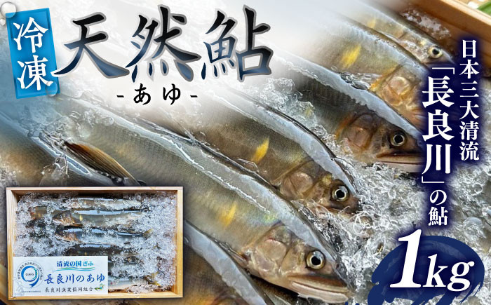
                  ＼申し込みは9月30日まで／天然鮎(冷凍) 1kg 【世界農業遺産】清流長良川 8月～9月申込 産地直送 新鮮 あゆ 岐阜市/SONAMU [ANEX003]
                