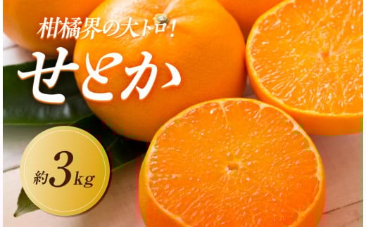 【2026年2月中旬より順次発送】柑橘界の大トロ！せとか　約3kg