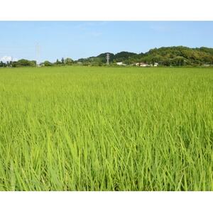 【毎月定期便】千葉県いすみ市産コシヒカリ10kg(5kg×2袋)全3回【4083579】