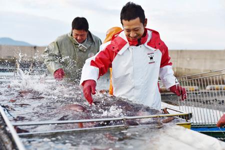 高知産の生姜を食べて育った、新鮮絶品の「生姜真鯛」二尾（鮮魚）