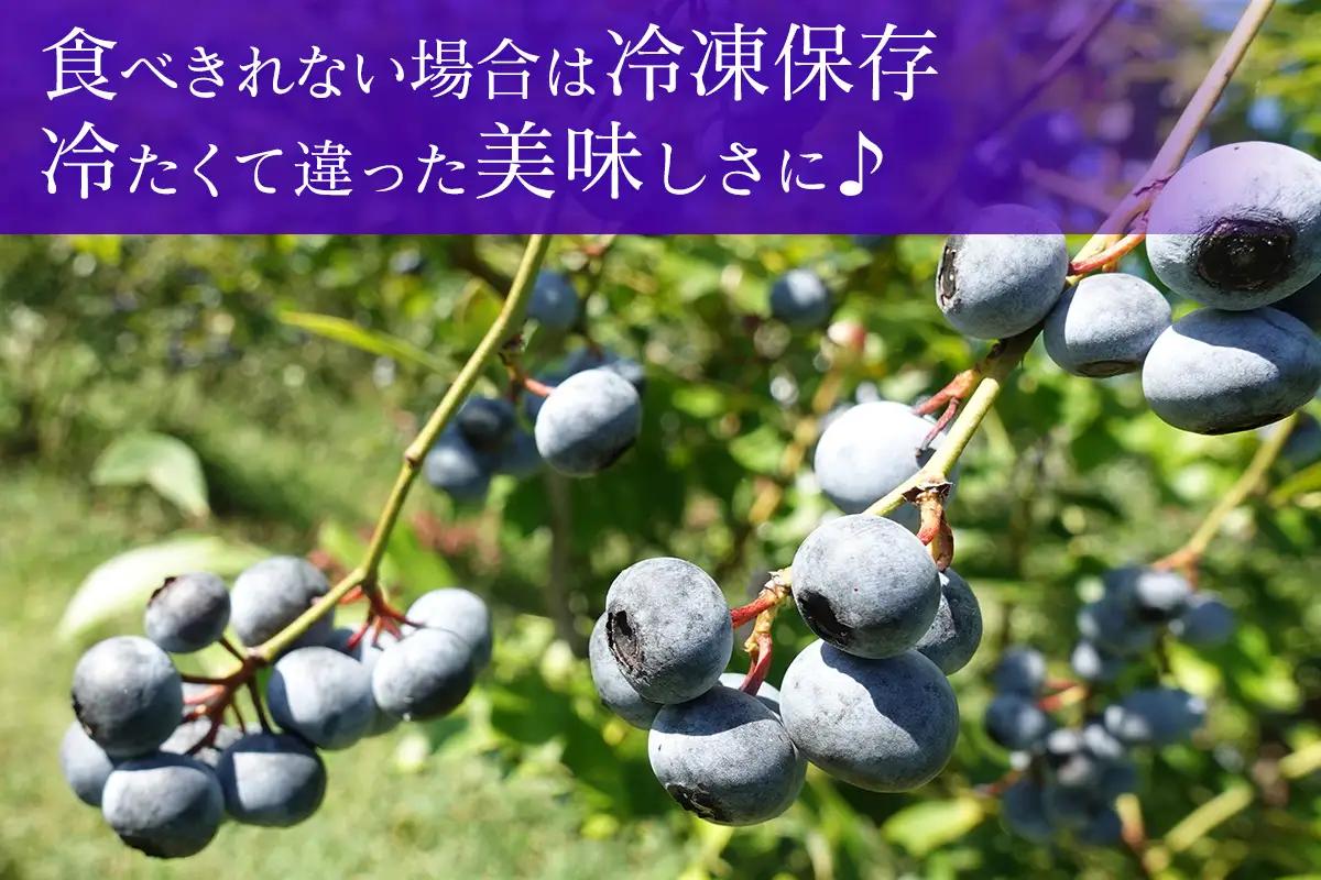 【訳あり】横田さん家の冷凍完熟ブルーベリー約1kg (約500g×2) [2331]