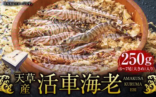 【配送指定日必須】天草産 活車海老 250g 大サイズ【発送期間2025年11月25日から2026年3月31日】