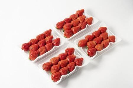 【2026年3月出荷予定】完熟 あまおう イチゴ 280g×4パック(約1120g)＜配送不可：北海道、沖縄県、離島＞