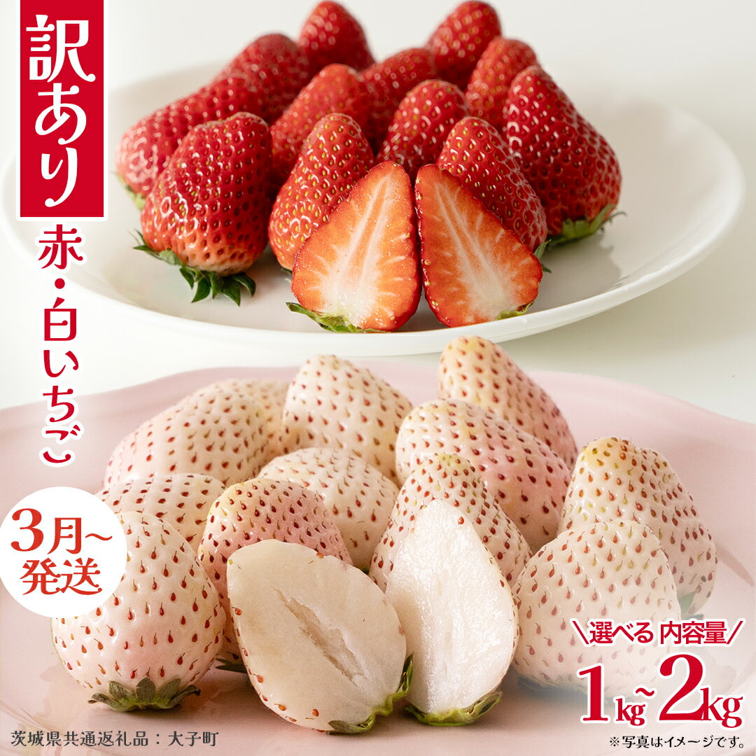【ふるさと納税】訳あり 紅白いちご 【選べる内容量】【2026年3月発送開始】(茨城県共通返礼品：大子町) 苺 果物 フルーツ 果実 ご家庭用 1kg 2kg