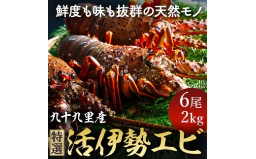 【 先行予約 2026年度発送】特選活伊勢エビ 6尾 約2kg 伊勢エビ 活  生 活き 活き〆 活き締め 活締め 伊勢海老 九十九里 九十九里産イセエビ エビ 特選 刺身 焼き物 味噌汁 生食用 魚介 新鮮 高級 人気 国産 天然 天然物 直送 お祝い ギフト お取り寄せ グルメ 冷蔵 千葉県 旭市 不動丸 fdm007