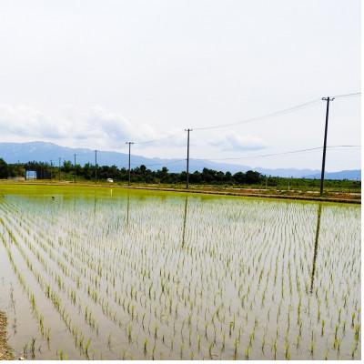 ふるさと納税 聖籠町 【玄米5kg】新潟県産コシヒカリ(特別栽培米)近藤農園 |  | 01