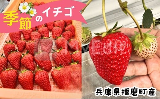 [№5359-0012]兵庫県播磨町産 季節のイチゴ(約260g)×4パック