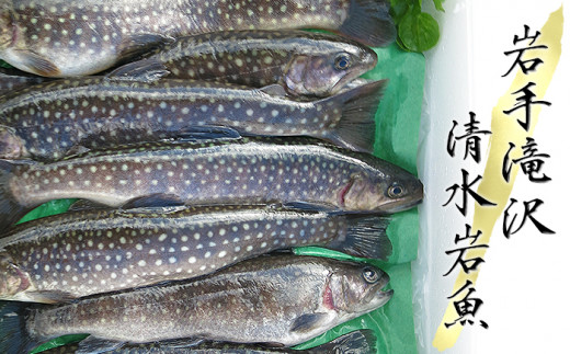 
【北海道・東北・関東・中部地方限定発送】 岩手滝沢 清水岩魚 活け〆 10尾 【行徳養魚場】 ／ 岩魚 イワナ 魚
