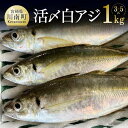 【ふるさと納税】※レビューキャンペーン※川谷水産厳選！活〆 白アジ 約1kg 送料無料【日向灘 旬 鮮魚 魚 魚介類 鯵 あじ 刺身 塩焼き おうち時間 おうちごはん 九州 宮崎県 川南町】G4408