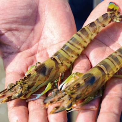 ふるさと納税 南さつま市 【鹿児島県産】冷凍車海老 1.2kg (加熱用)  車エビ 車えび くるまえび 海老 冷凍 南さつま |  | 01