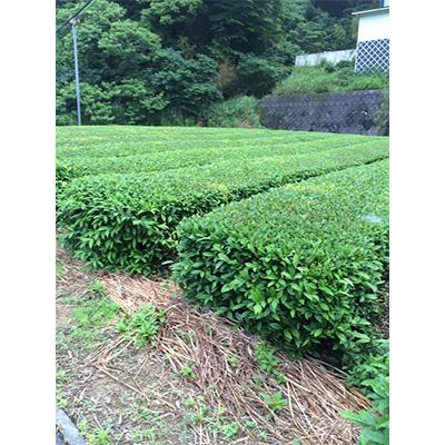 ふるさと納税 島田市 【発送月固定定期便】有機深むし煎茶きわみ100g×4袋 全4回 |  | 03