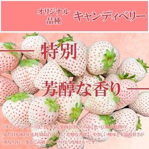 GF010_【2026年12月～4月発送】白いちごサイズ色々4パック