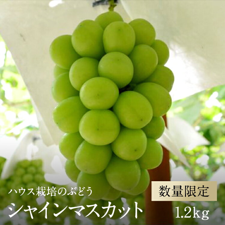 【ふるさと納税】 5-9 【2025年／令和7年発送先行予約】ぶどう「ハウスシャインマスカット」約1.2kg ふるさと納税 おすすめ 山梨県 南アルプス市 送料無料 ALPAA011