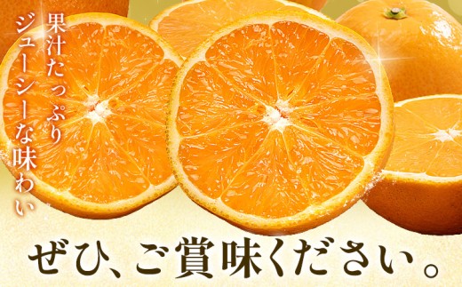 特撰 完熟 清見オレンジ 約1.5kg 有田マルシェ《2027年2月下旬-5月上旬頃出荷》和歌山県 日高町 国産 みかん オレンジ 柑橘 果物