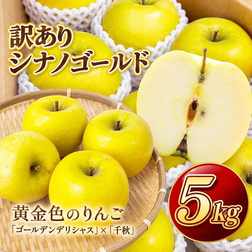 りんご シナノゴールド 令和8年11月上旬順次発送 信州のシナノゴールド 訳あり 約5キロ！ 信濃三兄弟の一つ【016-34】