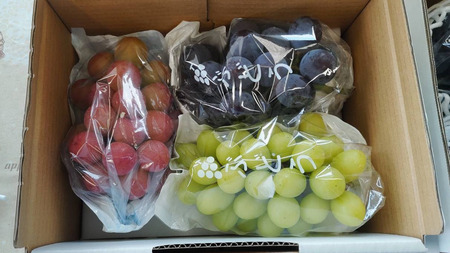 「 クイーンニーナ 」「 シャインマスカット 」「 ピオーネ 」の3色 詰め合わせ ( 種なし ) 約 1.6kg 各 1房 ご家庭用 【茨城県共通返礼品/石岡市】 葡萄 ブドウ しっかり 歯ごたえ 