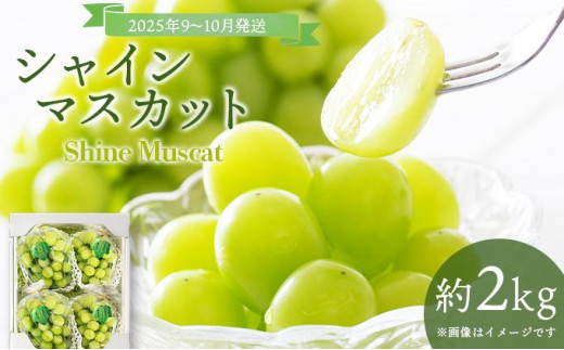 ＜2025年発送分 先行予約＞9月〜10月発送お土産シャインマスカット2kg箱【029-a012】