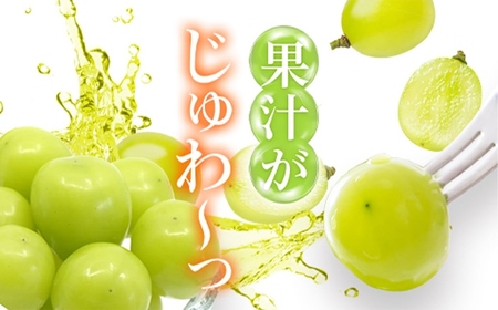 【2026年発送★先行予約】サンシャインレッド・シャインマスカット２房セット　1ｋｇ以上| ふるさと納税 シャインマスカット 笛吹市 国産 人気 期間限定 ぶどう ブドウ 葡萄 旬 果物 フルーツ 山