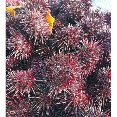 ふるさと納税 小樽市 北海道小樽市[漁師直送]塩水キタムラサキウニ100g×1パック 【2025年5月下旬より順次発送】 |  | 01