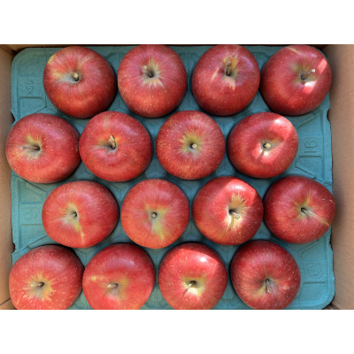 
                  シャキッ!甘～い!シナノスイート贈答用 約10kg【1550103】
                