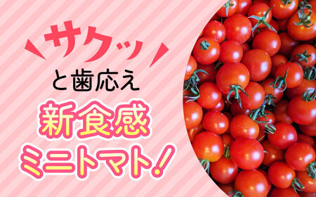【先行予約】【全2回定期便】甘みと酸味の絶妙なバランス！ミニトマト「ほれまる」約2kg【梶原耕藝】 [YDQ002]