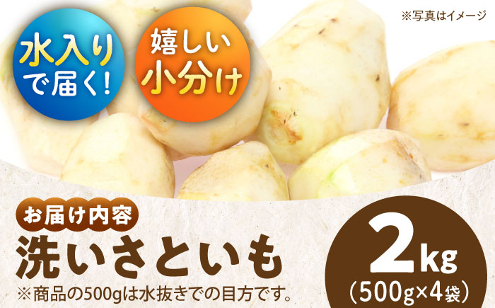 【9月下旬より順次発送】大洲産洗い里芋（水入り）500g×4袋　愛媛県大洲市/沢井青果有限会社 [AGBN033]里芋 和食 朝ごはん 里芋の煮っころがし 里芋の煮物 里芋コロッケ 味噌汁 畑 野菜 