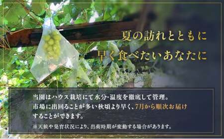 【早期予約】朝採りシャインマスカット 約2kg(3房～4房) 名峰讃岐富士育ち 煌めきの果実 マスカット シャインマスカット ぶどう 葡萄 ブドウ フルーツ 果物 香川県 丸亀市