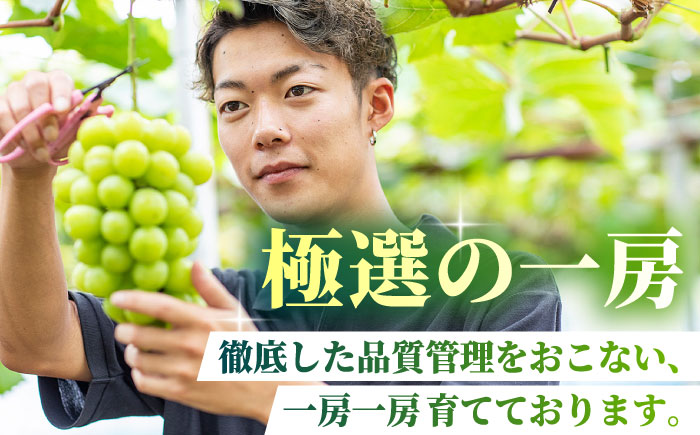 【先行予約】【数量限定】【訳あり】シャインマスカット 約600g(1～2房)【合同会社 社方園】 [ZBZ035]